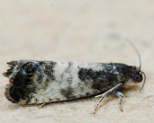 Cydia servillana